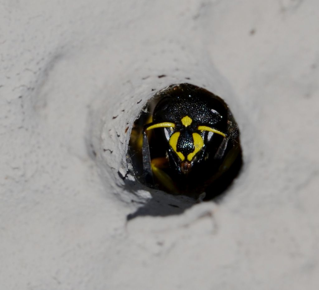 Ancistrocerus cfr. longispinosus, Vespidae Eumeninae